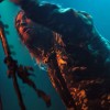 soulfly_p2006_005
