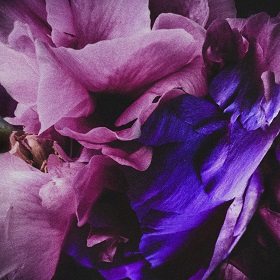Ruin Of Romantics: Velvet Dawn