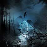 Forest Silence: Philosophy Of Winter